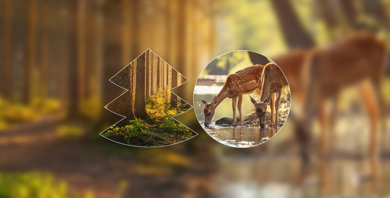 SILVA REGINA Międzynarodowe Targi Leśnictwa i Łowiectwa